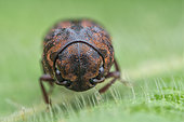 False Click Beetle (Eucnemidae sp). The false click beetles (Eucne­midae) are closely related to the click beetles (Elateridae), but their click mechanism is much weaker. They are found largely in woodlands and forests with plenty of dead wood for breeding. Malaysia