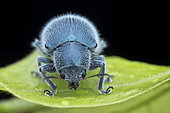 Hairy blue leaf beetle (Trichochrysea hirta). Trichochrysea is a genus of leaf beetles in the subfamily Eumolpinae. It is distributed in Asia.	Malaysia