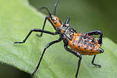 Leaf footed bug nymph	(Coreidae sp). Coreidae is a large family of predominantly sap-suckling insects in the Hemipteran suborder Heteroptera. Malaysia
