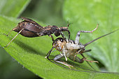 Assassin bug (Reduviidae sp) with cricket prey, Singapore