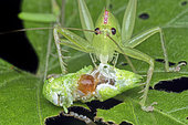 Crickets eating Crickets	Hexacentrus	Hexacentrus is the type genus of bush-crickets in the subfamily Hexacentrinae. Most species of this genus occur in Southeast Asia and in Africa.	Singapore