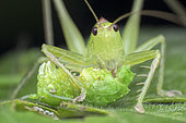 Crickets eating Crickets (Hexacentrus sp). Hexacentrus is the type genus of bush-crickets in the subfamily Hexacentrinae. Most species of this genus occur in Southeast Asia and in Africa. Singapore