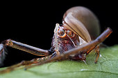 Ver ruban terrestre (Nemertea sp) avec sa proie, une araignée sauteuse, Singapour
