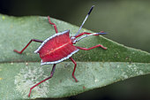 Shield bug nymph (Pentatomidae sp). The American name "stink bug," is specific to the Pentatomidae, and refers to their ability to release a pungent defensive spray when threatened, disturbed, or crushed. Malaysia