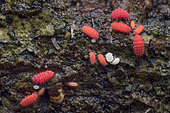 Short-legged springtails (Poduromorpha sp), Short-legged springtails and mites on mossy dead log, Singapore