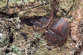 Sap beetle (Nitidulidae sp). A pair of Sap beetle hiding in tree bark,	Singapore