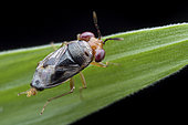 Big-eyed bug (Geocoris sp). Geocoris is a genus of insects in the family Geocoridae. Commonly known as big-eyed bugs, the species in Geocoris are beneficial predators. Singapore