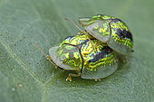 Mating Green Tortoise Beetle (Cassida sp).	Green Tortoise Beetle is also called (Cassida circumdata). This beetle comes from the Chrysomelidae family and the genus Cassida. The beetle is green, black and has a transparent cuticle. The size is very small about 4 - 5 mm.	Singapore