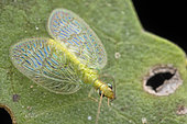 Chrysopoidea	Lacewing with iridescence wings	Singapore