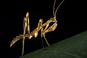 Mantodea, Backlit of a stationary Mantis nymph, waiting for prey to approach, Malaysia