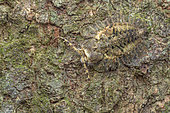 Ascalaphidae, Owlfly larvae are ambush predators, and lie on the ground or in vegetation, covered with debris, waiting for prey, which they seize with their large serrated mandibles. Malaysia