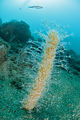 Sea pen (Veretillum cynomorium) off M’dic, Morocco