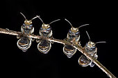 Sleeping sweat bees (Lipotriches (Austronomia) takauensis) males sleep in group, Singapore