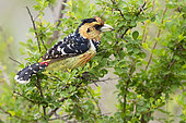 Crested Barbet (Trachyphonus vaillanti), side view of an adult perched in a bush, Mpumalanga, South Africa
