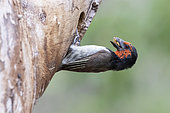 Black-collared Barbet (Lybius torquatus), side view of an adult at the entrance of the nest, Mpumalanga, South Africa