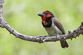 Black-collared Barbet (Lybius torquatus), adult perched on a branch, Mpumalanga, South Africa