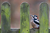 Great spotted woodpecker (Dendrocopos major) perched on an old fence, England