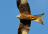 Red kite (Milvus milvus) in flight, England