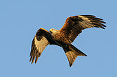 Red kite (Milvus milvus) in flight, England
