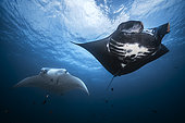 Reef manta ray (Mobula alfredi) black male and white female, Raja Ampat, Indonesia