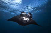 Reef manta ray (Mobula alfredi) black male, Raja Ampat, Indonesia