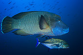 Humphead wrasse (Cheilinus undulatus) and Bluefin trevally (Caranx melampygus), Magic Mountain, Misool, Raja Ampat, Indonésie