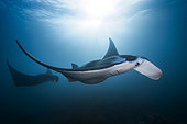Reef manta ray (Mobula alfredi) female, Raja Ampat, Indonesia