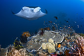 Manta ray (Manta birostris) above the reef, Misool, Raja Ampat, Indonesia