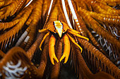 Baba's crinoid squat lobster (Allogalathea babai), Raja Ampat, Indonesia