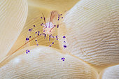 Bubble Coral Shrimp (Vir philippinensis), Raja Ampat, Indonesia