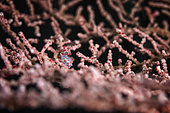 Pygmy seahorse (Hippocampus bargibanti) on its gorgonian. The pygmy seahorses are tiny, it must have been less than a centimeter, Misool, Raja Ampat, Indonésia