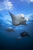 Reef manta ray (Mobula alfredi) flight, Magic Mountain, Raja Ampat, Indonesia