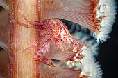 Soft coral porcelain crab (Lissoporcellana nakasonei) on Sea Pen (Virgularia sp), Raja Ampat, Indonesia