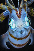 Squid close up, Raja Ampat, Indonesia