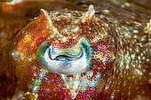 Cuttlefish eye (Sepia sp), Raja Ampat, Indonesia