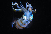 Squid!!!!. Raja Ampat, Indonesia