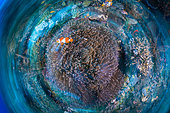 Clown anemonefish (Amphiprion ocellaris) over a sea anemone, Raja Ampat, Indonesia