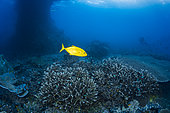 Orangespotted Trevally (Carangoides bajad) above reef, Raja Ampat Indonesia