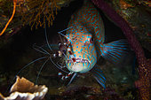 Cleaner Shrimp on a Grouper in reef, Raja Ampat, Indonesia