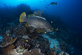 Giant grouper (Epinephelus lanceolatus) with Golden trevally (Gnathanodon speciosus) above reef, Raja Ampat, Indonesia