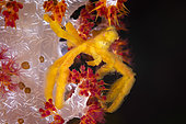 Thin-shelled Spider Crab (Oncinopus aranea), Raja Ampat, Indonesia