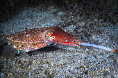 Attack of a Cuttlefish (Sepia sp). Cuttlefish are formidable predators. Raja Ampat, Indonesia