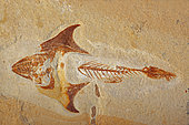 Fossil fish - Coccodus insignis - Cretaceous - Lebanon