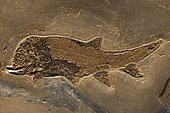 Fossil fish - Paramblypterus sp. - Permian - Germany - Actinopte