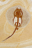 Fossil Ray - Heliobatis sp. - Green River Formation - Eocene - Wyoming - specimen credit: Geo Decor