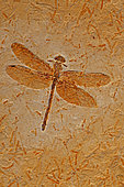 Fossil Dragonfly (Cordulagomphus fenestratus) - Lower Cretaceous - Brazil - 125 million years old - Araripe basin