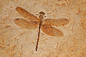 Fossil Dragonfly - Cordulagomphus fenestratus - Lower Cretaceous - Brazil - 125 million years old - Araripe basin