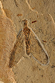 Fossil Lacewing (Planipennia) - Santana Formation - Brazil - Early Cretaceous Period