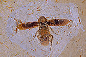 Fossil Cockroach (Blattodea) - Santana Formation - Brazil - Early Cretaceous Period