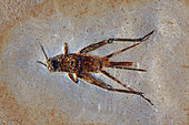 Fossil Cricket - Santana Formation - Brazil - Early Cretaceous Period